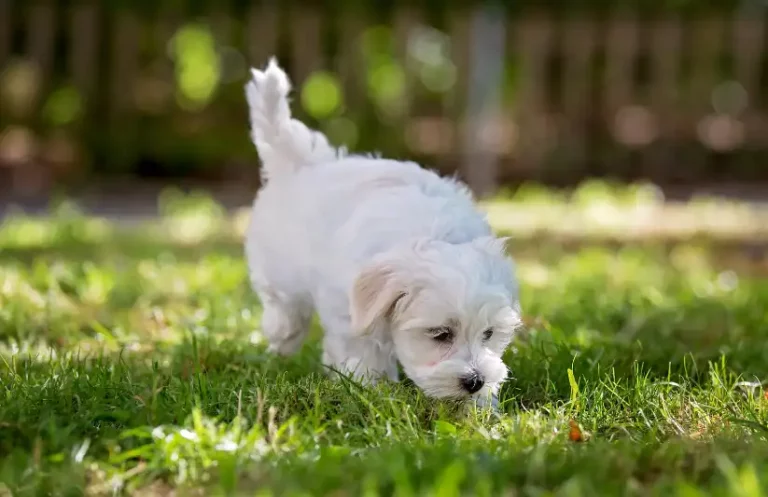 Do White Puppies Stay White