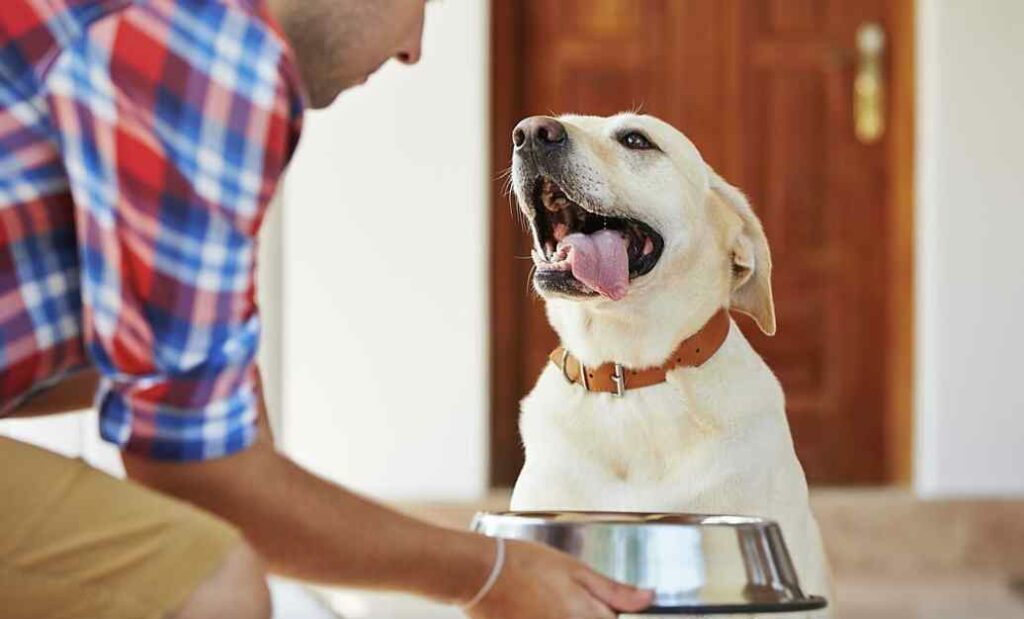 Dog attention-Seeking Behavior