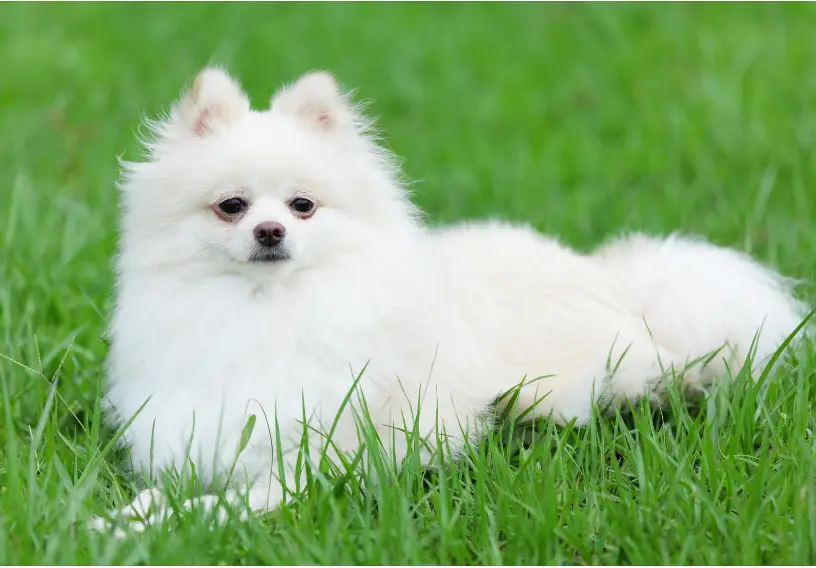How to Care for a White Puppy's Coat