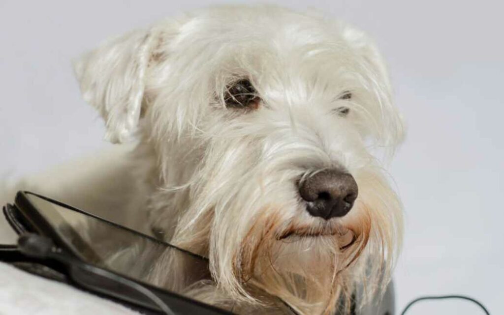 How to Prevent Your Dog From Chewing On Your Phone
