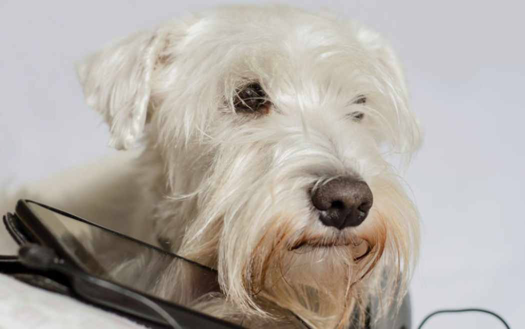 Why Does My Dog Chew On My Phone? Puppies Diary