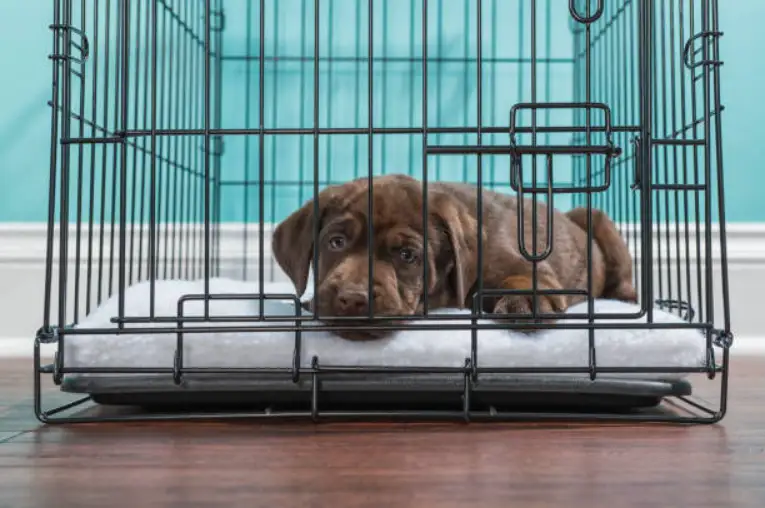Is it bad to crate my dog in another room at night