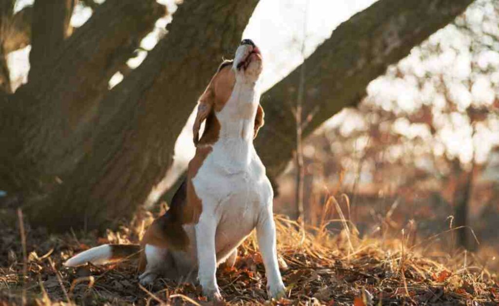 Why Is My Dog Howling All Night? 7 Reasons Exposed 3 Nighttime Routine Changes
