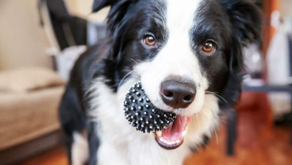 Offer Appropriate Chew Toys