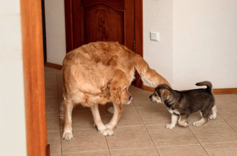 Preparing Your Male Dog for the Arrival of Newborn Puppies