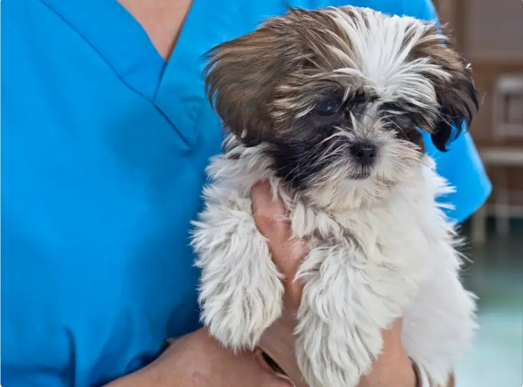 The Concept of Holding Puppies Like a Baby