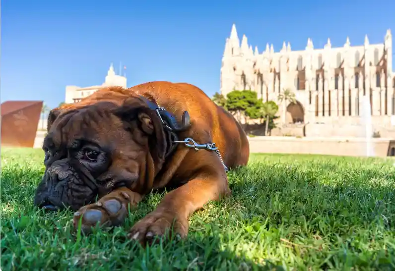 Why Does My Dog Not Like Me But Like Everyone Else? 5 Reasons & Vet