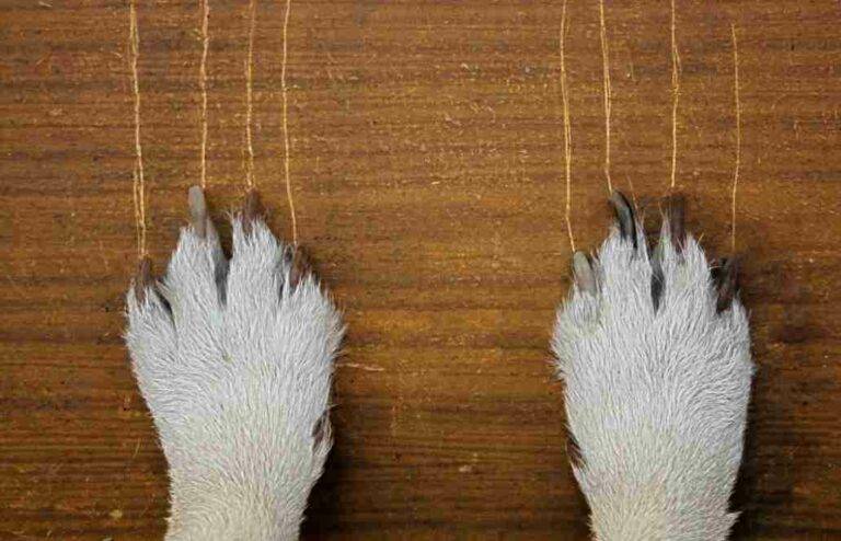 Why Does My Dog Scratch the Wall