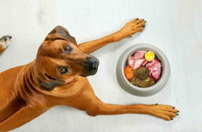 Why Does My Dog Want Me to Watch Her Eat