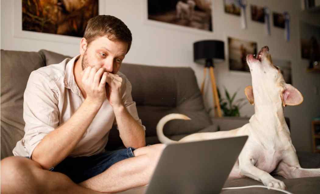 Why Is My Dog Howling All Night? 7 Reasons Exposed Puppies Diary