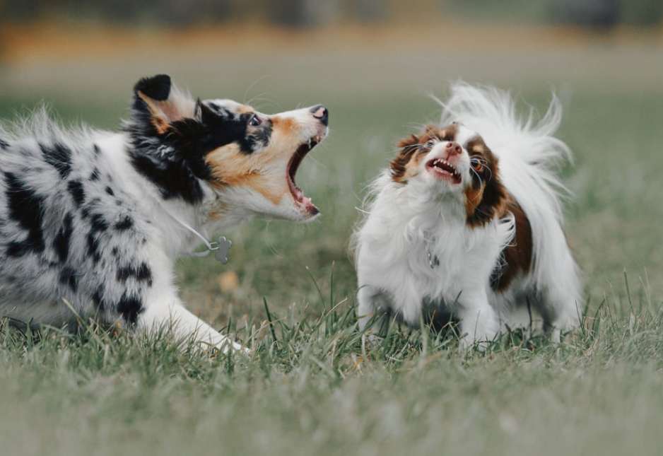 Dog Hissing and Growling