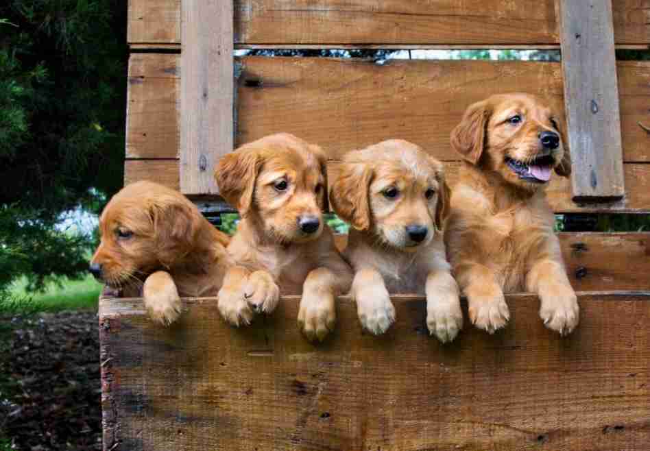 Puppies Remember Siblings