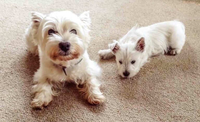 Will my dog stop hissing at new puppy