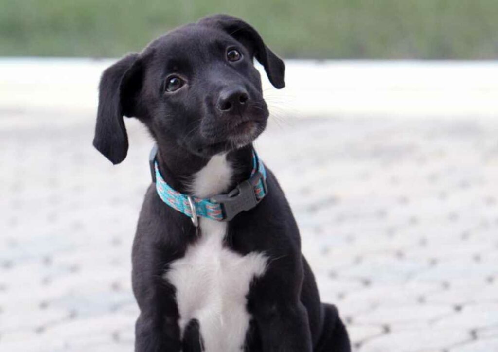 Black And White Lab