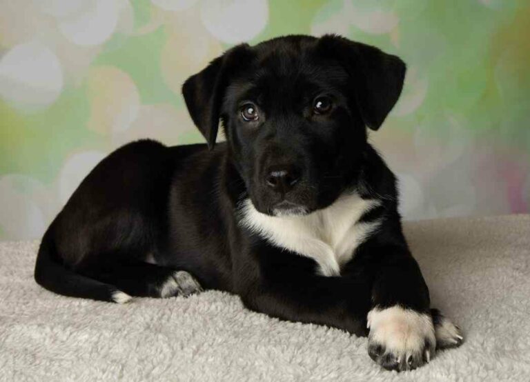 Black And White Mixed Lab