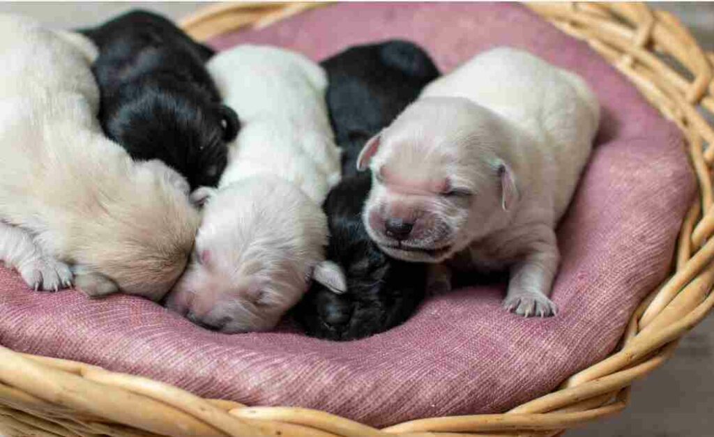 Different Color Labs