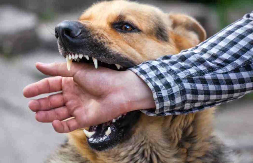 Foods Avoid After Dog Bite