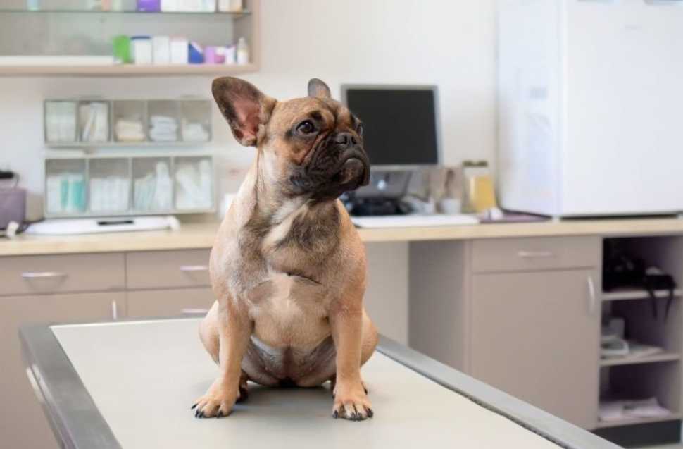 Genetic Disorders in Dogs