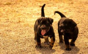 What Do Rottweiler And Pit-bull Mix Dogs Look Like? - Puppies Diary