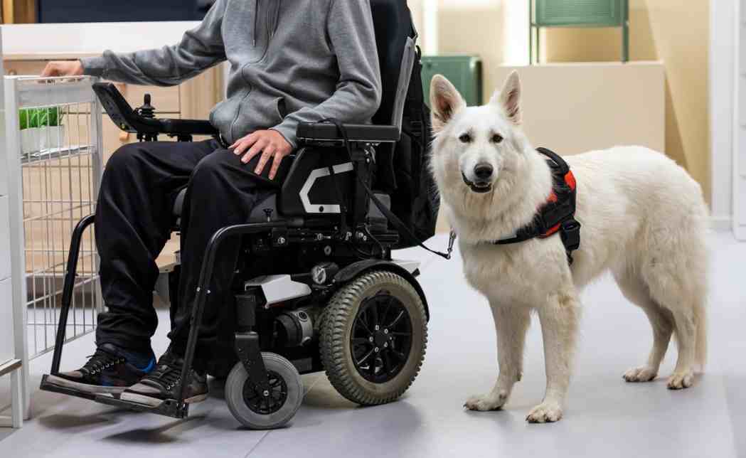 10 Service Dog Breeds For Assisting People With Disabilities Puppies