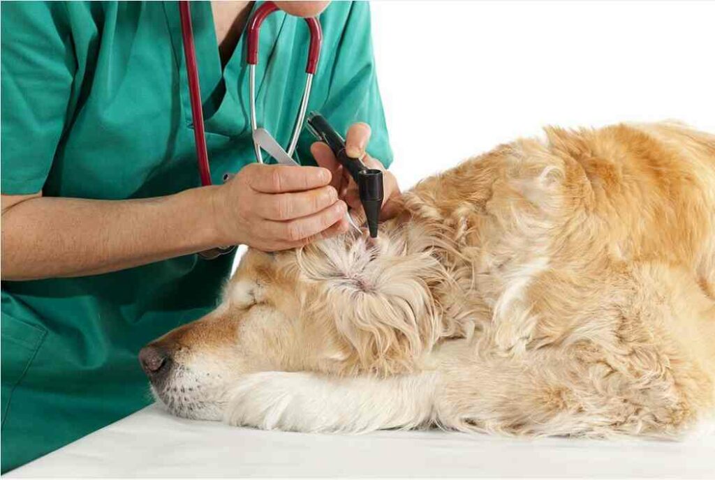 Treatment of tick-borne diseases in dogs