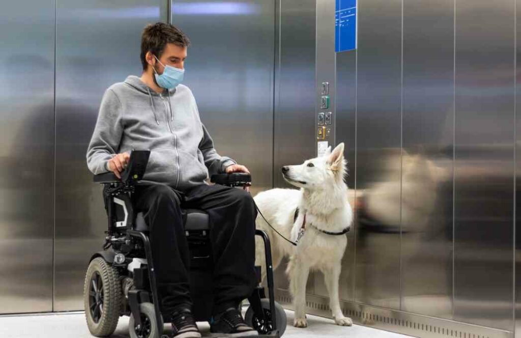 Types of Service Dogs