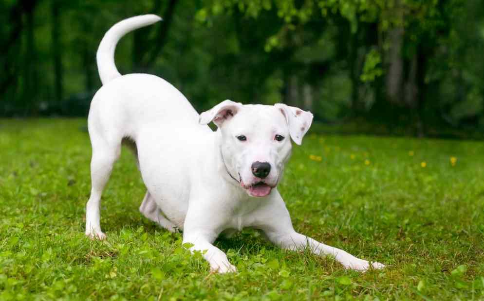 10 Signs Your Dog Is Happy