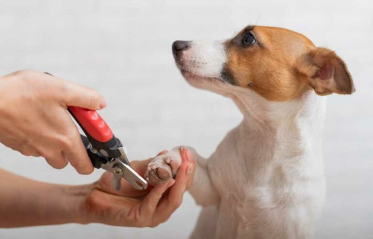 Anesthetized And Trimming Dog’s Nails