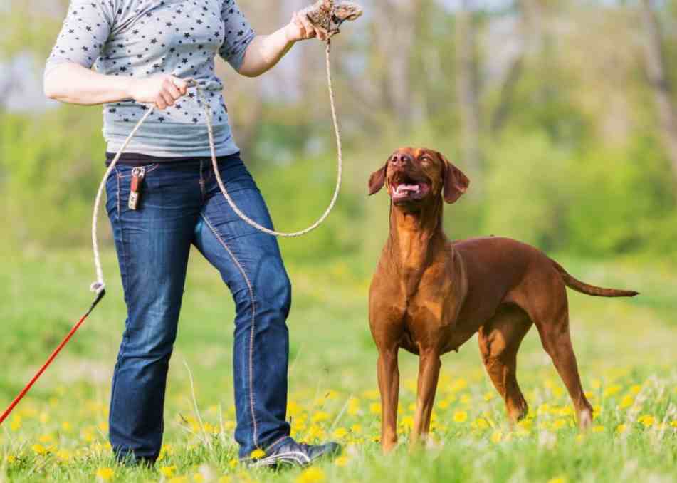 Basics tips started with Schutzhund