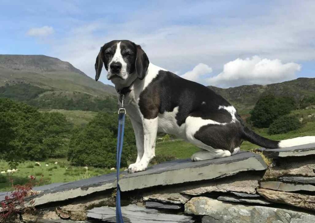 Beagle Cocker Spaniel Mix