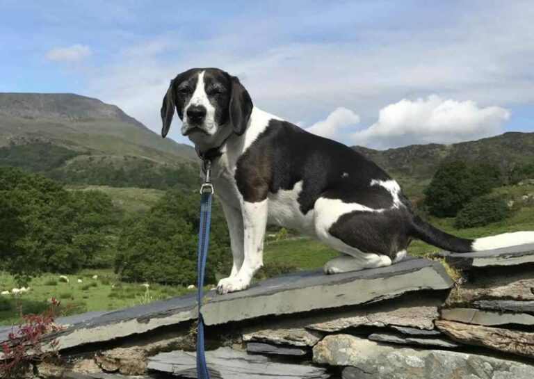 Beagle Cocker Spaniel Mix