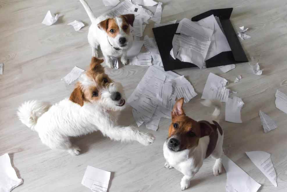 Common Dog Behavior Problems