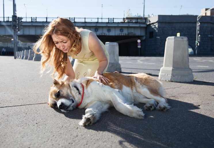 Coping With Pet Loss