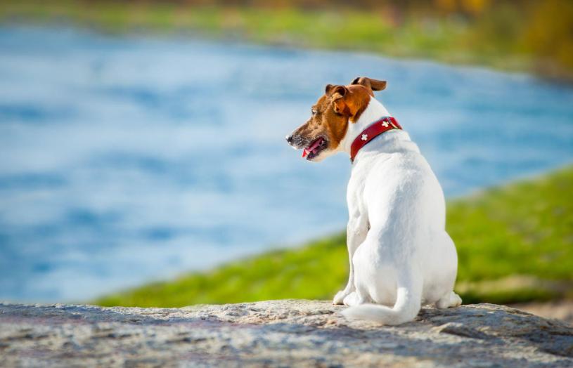 Coping With the Loss of Your Dog