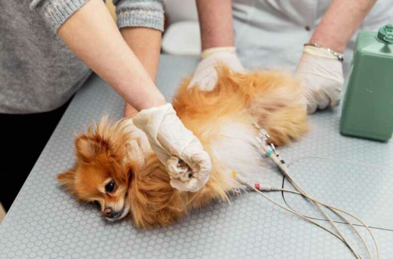 The Cost Of Spaying Or Neutering Your Dog Puppies Diary