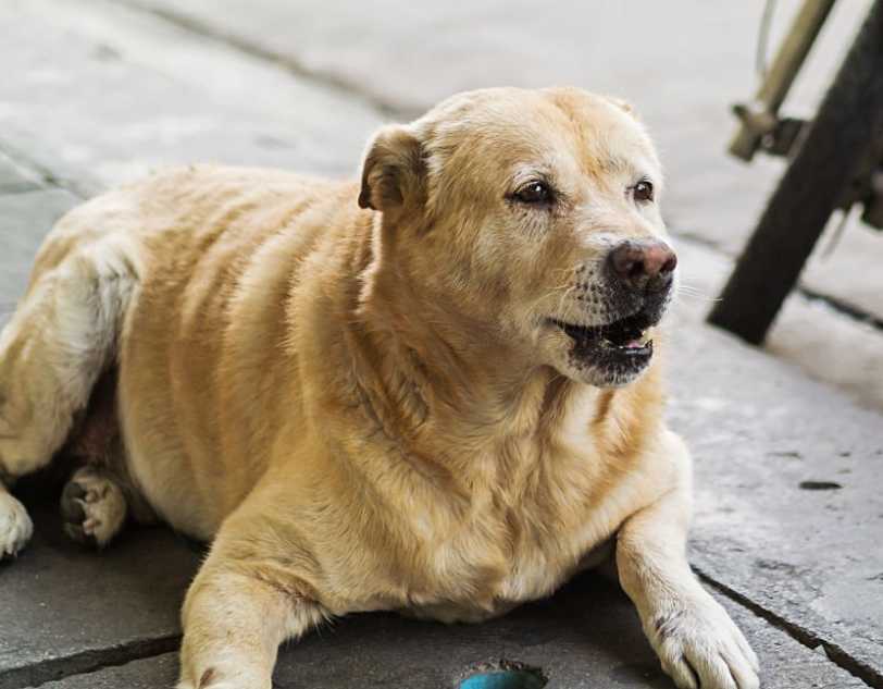 Signs and Symptoms Of Aging Dog Behavior 2 Dog Aged or Dog Dying