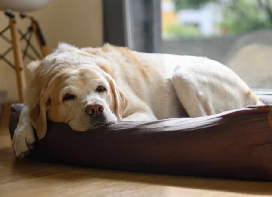 Signs and Symptoms Of Aging Dog Behavior 3 Dog Appetite Changes