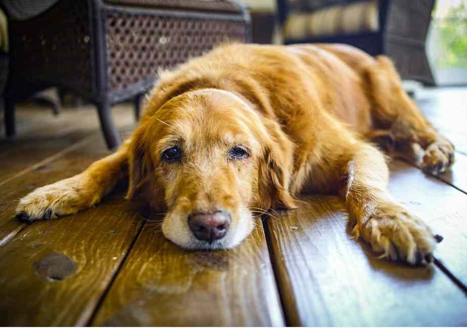 Signs and Symptoms Of Aging Dog Behavior 5 Dog Body Weakens