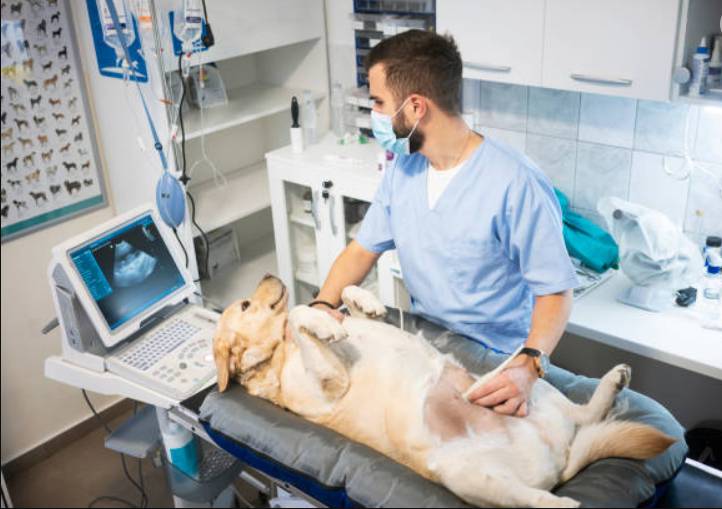 Dog Breeding Responsibility