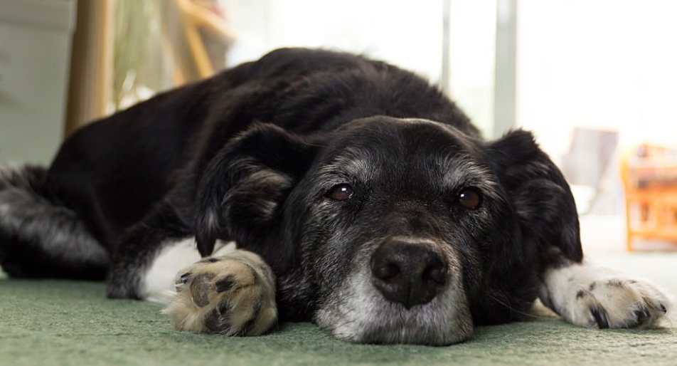 Signs and Symptoms Of Aging Dog Behavior 6 Dog Dehydration Risk