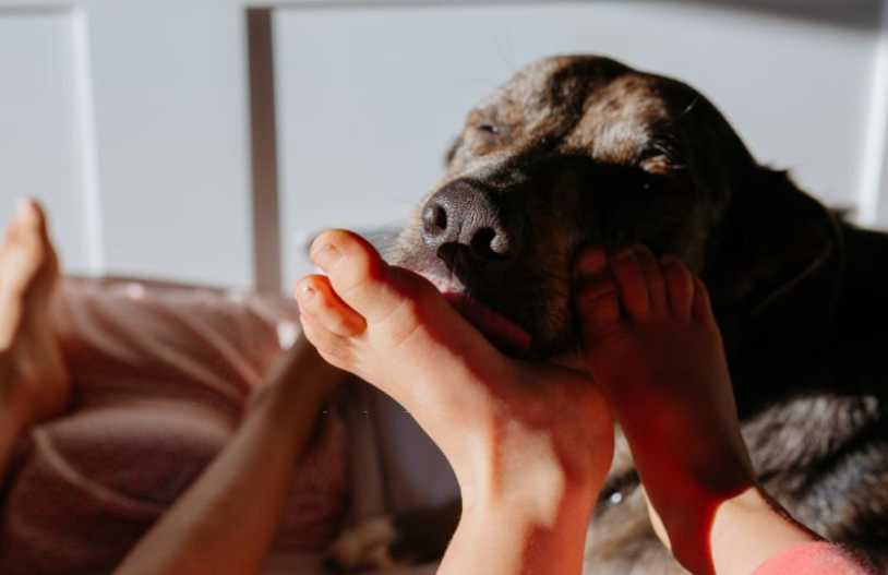Dog Foot Licking Behavior