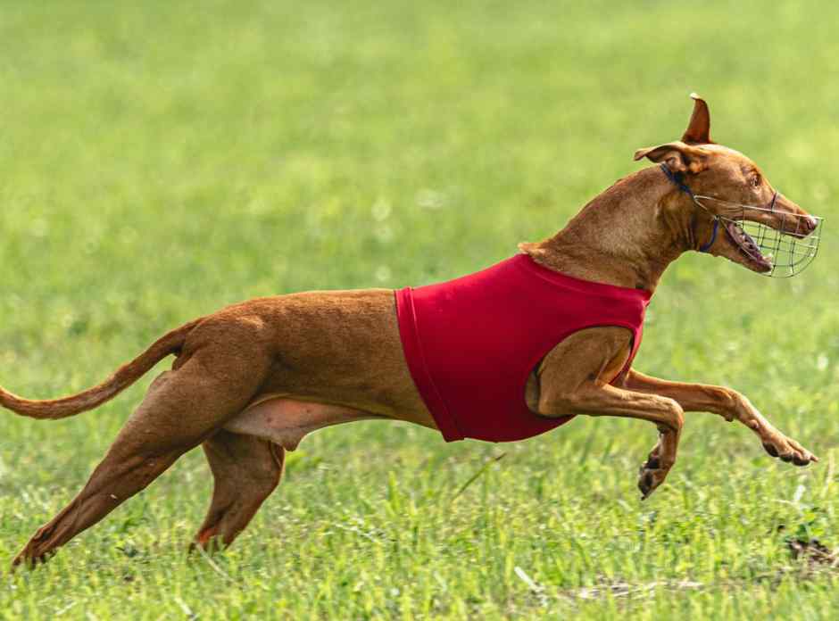 Dog Lure Coursing