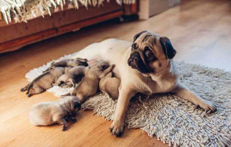 Dog and newborn puppies