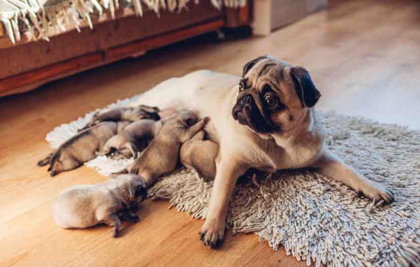 Dog and newborn puppies