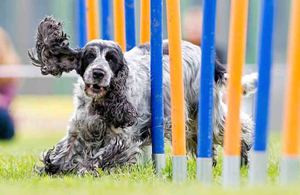 Dog breeds for agility training