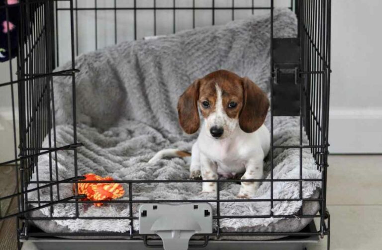 Dog crate Training