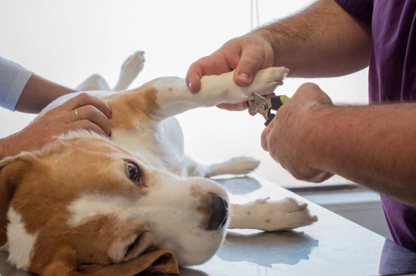 Dog to Nail Trims