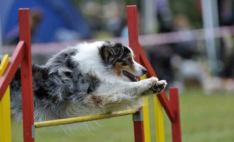 Dog Agility Training