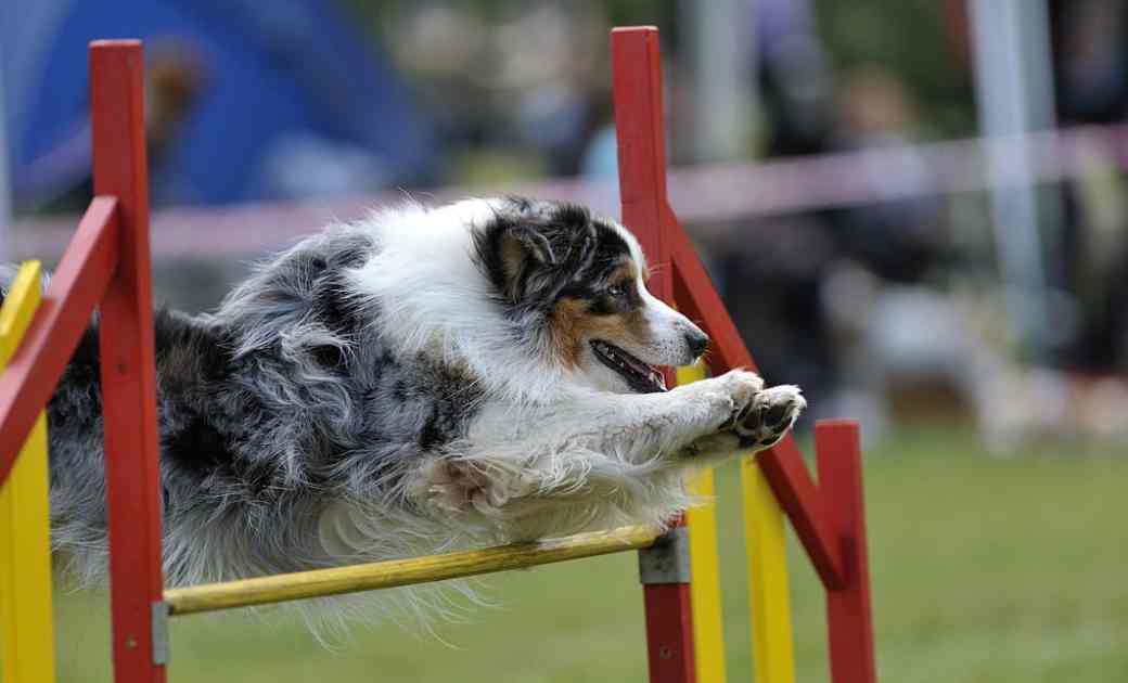 Facts Of Dog Agility Training Puppies Diary