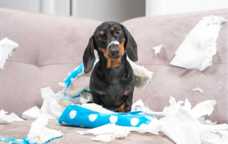 Good and bad Dog Behaviors